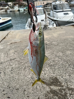 ハマチの釣果