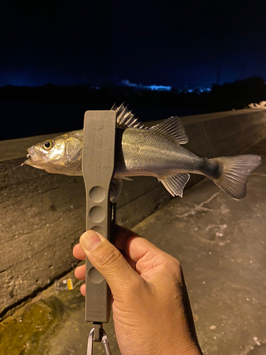 スズキの釣果