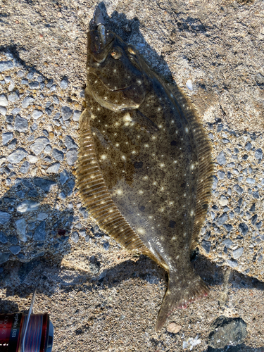 ヒラメの釣果