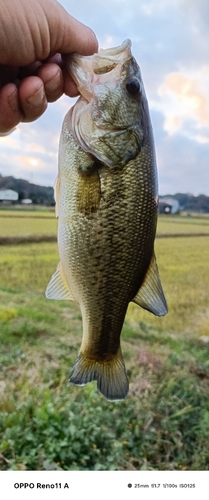 ブラックバスの釣果