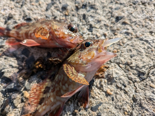 カサゴの釣果