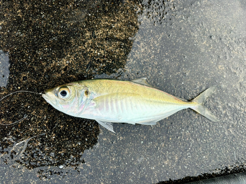 マアジの釣果