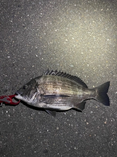 クロダイの釣果