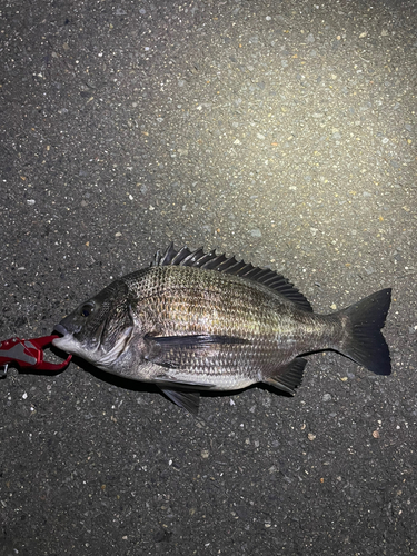 クロダイの釣果