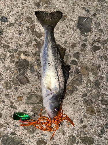 フッコ（マルスズキ）の釣果