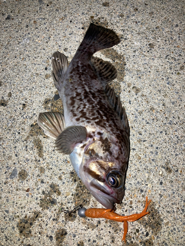 クロソイの釣果