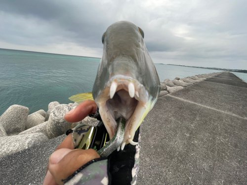 マクブの釣果