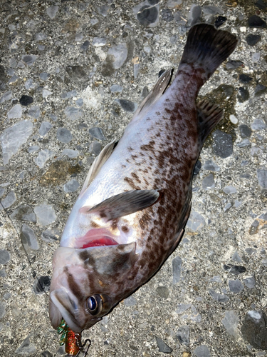 マゾイの釣果