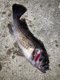 クロソイの釣果