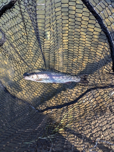 ニジマスの釣果