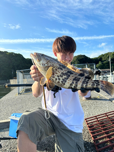 チャイロマルハタの釣果