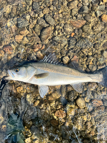 スズキの釣果