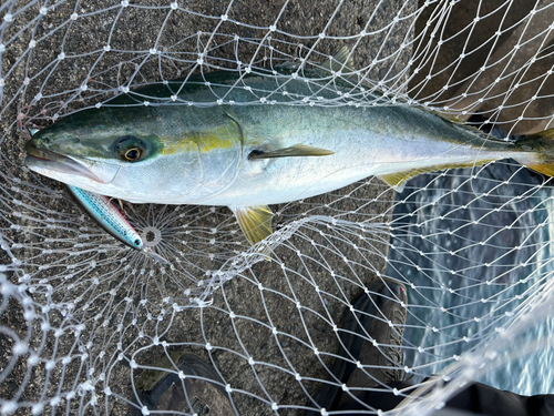 イナダの釣果