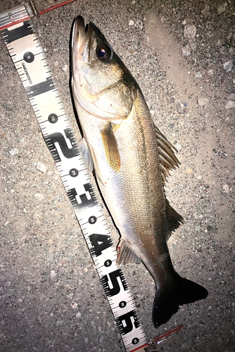 シーバスの釣果