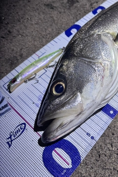 シーバスの釣果