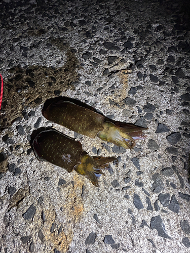 アオリイカの釣果