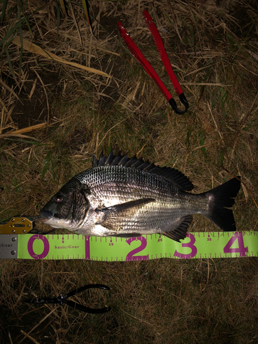 クロダイの釣果