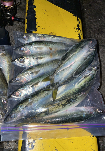 サバの釣果