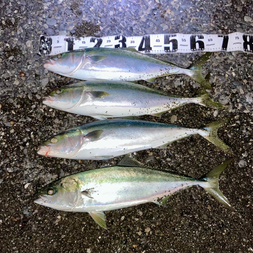 メジロの釣果