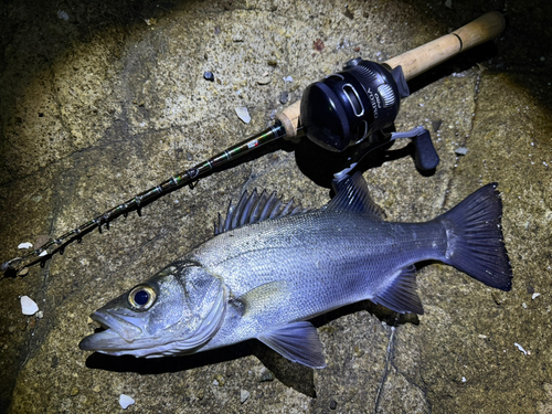 セイゴ（ヒラスズキ）の釣果