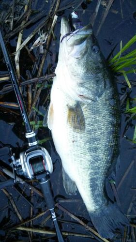 ブラックバスの釣果