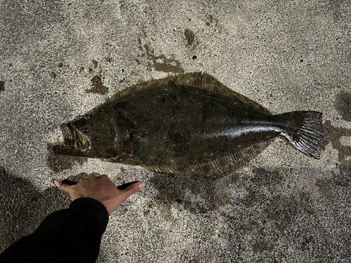 ヒラメの釣果