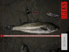 シーバスの釣果