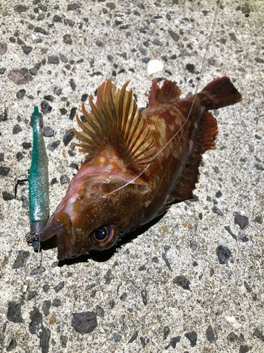 カサゴの釣果