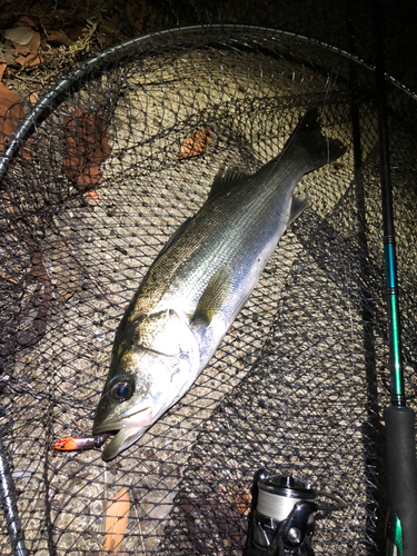 セイゴ（マルスズキ）の釣果