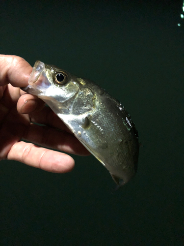 セイゴ（マルスズキ）の釣果