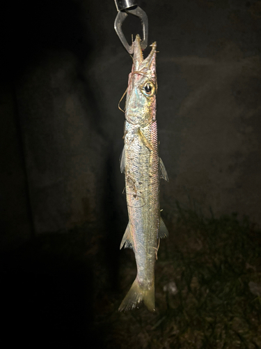 カマスの釣果