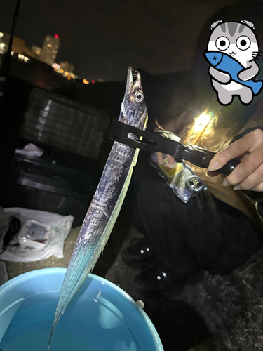 タチウオの釣果