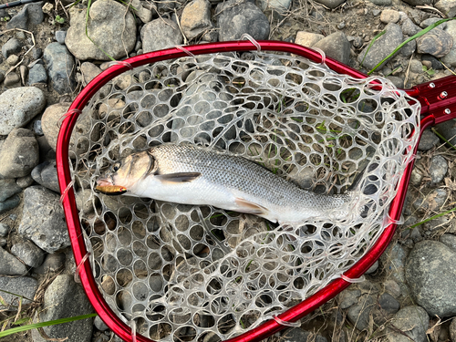 ウグイの釣果