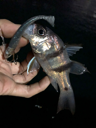 ヨコスジイシモチの釣果