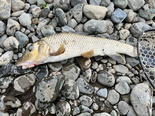 ニゴイの釣果