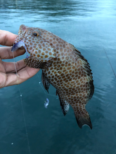 オオモンハタの釣果