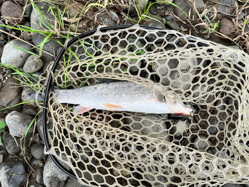 ウグイの釣果