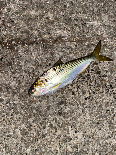 コノシロの釣果