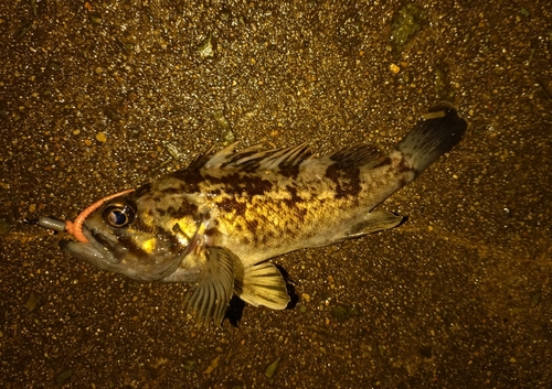 クロソイの釣果