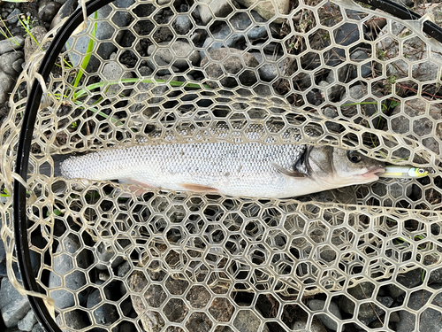 ウグイの釣果