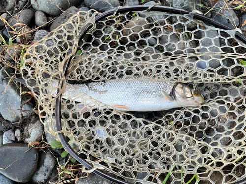 ウグイの釣果