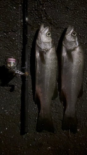 ヒラスズキの釣果