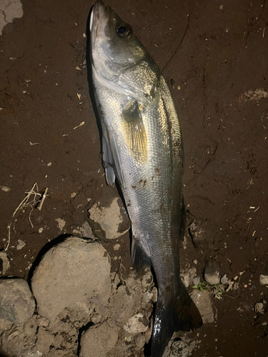 フッコ（マルスズキ）の釣果