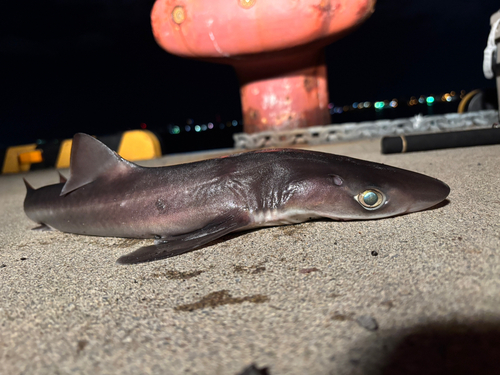 サメの釣果