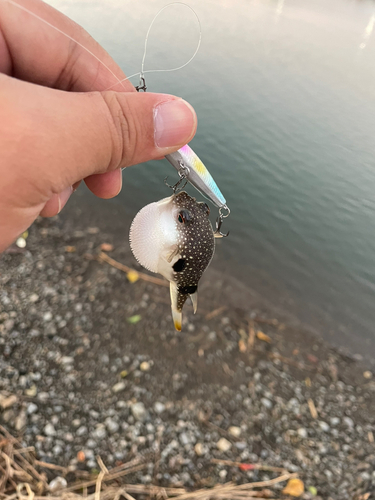 クサフグの釣果