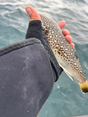 ショウサイフグの釣果