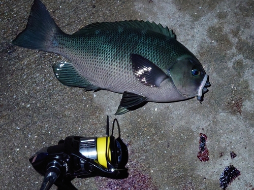 グレの釣果