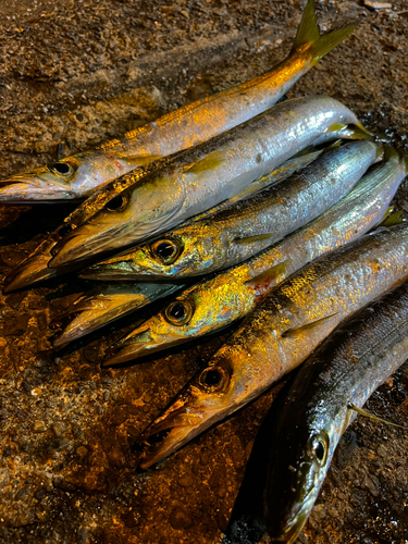 カマスの釣果