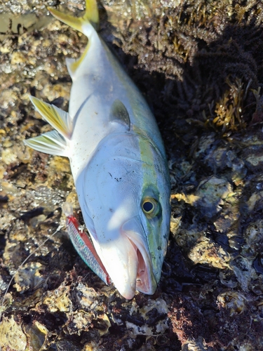 ハマチの釣果