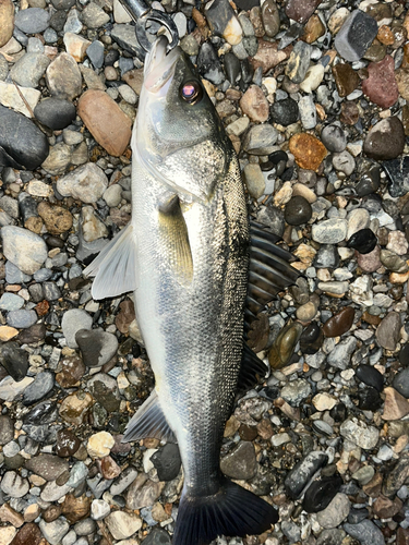 フッコ（マルスズキ）の釣果